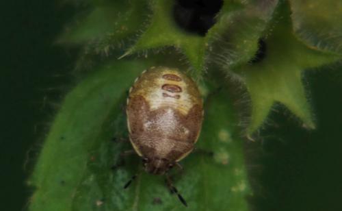 Réf. 265 359 : Stagonomus venustissimus