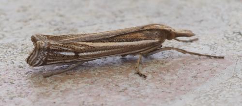 Réf. 265 096 : Ancylolomia tentaculella