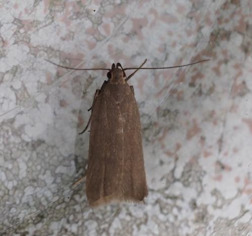 Réf. 265 300 : Acompsia cinerella