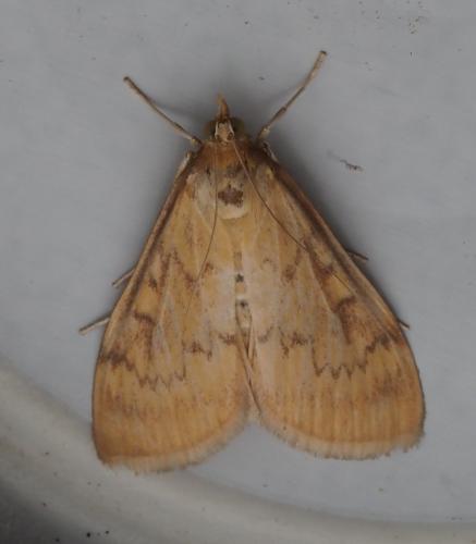 Réf. 265 299 : Ostrinia nubilalis