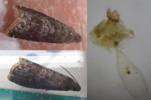 Réf. 265 897 : Grapholita funebrana
