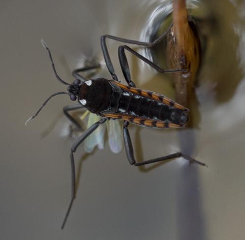 Réf. 265 577 : Velia sp.