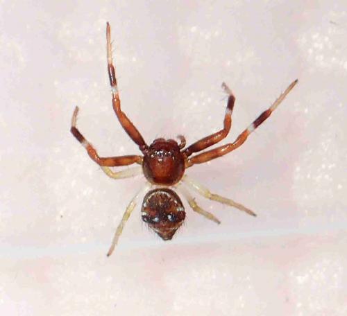 Thomisinae