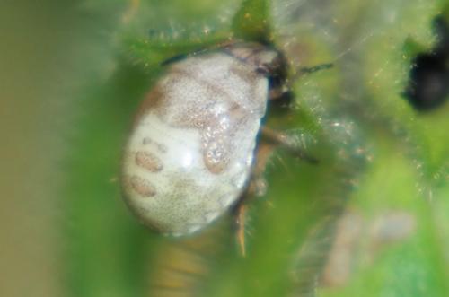 Réf. 265 361 : Stagonomus venustissimus