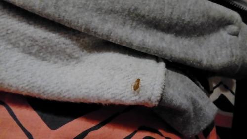 Ectobius sp.