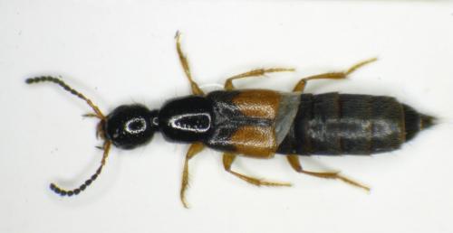 Philonthus dimidiatipennis