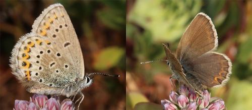 Réf. 265 453 : Plebejus idas