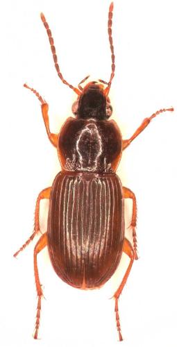 Réf. 265 739 : Pterostichus vernalis