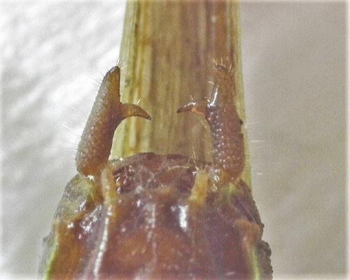 Réf. 265 653 : Conocephalus fuscus