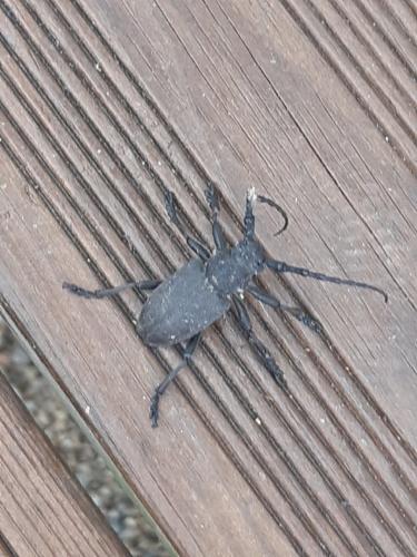 Réf. 265 036 : Lamia textor
