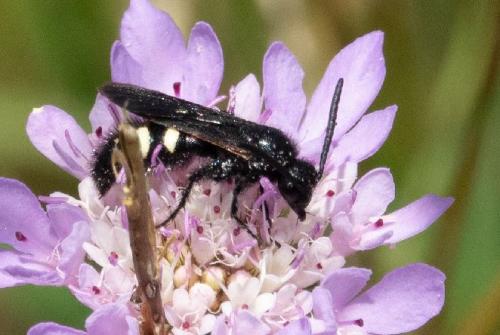 Scolia sexmaculata