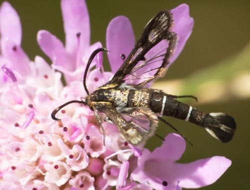 Pyropteron meriaeformis