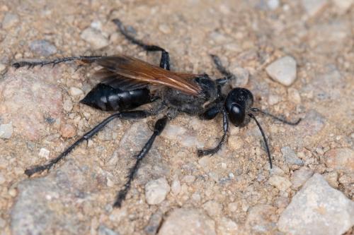 Prionyx subfuscatus