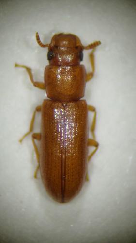 Latheticus oryzae