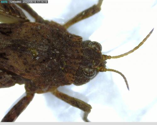 Tetrix undulata