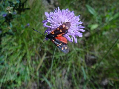 Zygaena transalpina