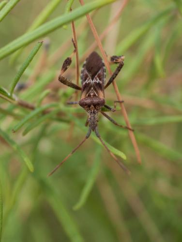 Leptoglossus occidentalis