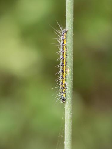 Uresiphita gilvata