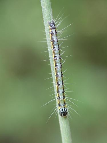 Uresiphita gilvata