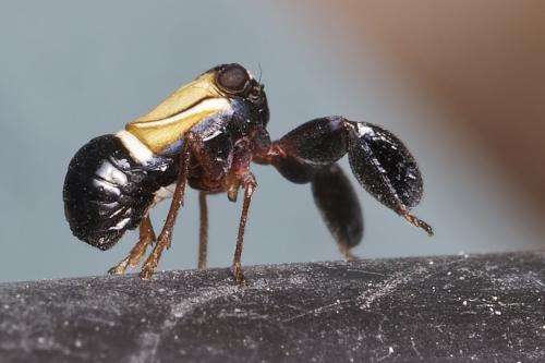 Réf. 265 821 : Caliscelis bonellii
