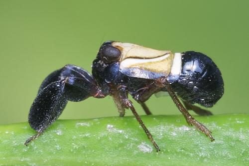 Réf. 265 734 : Caliscelis bonellii