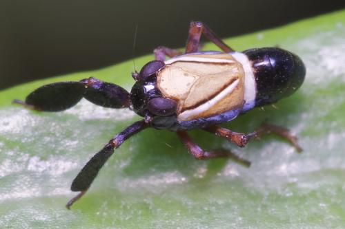 Réf. 265 820 : Caliscelis bonellii
