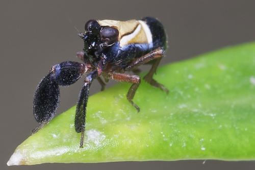 Réf. 265 735 : Caliscelis bonellii