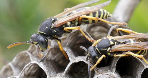Polistes (albellus-biglumis)