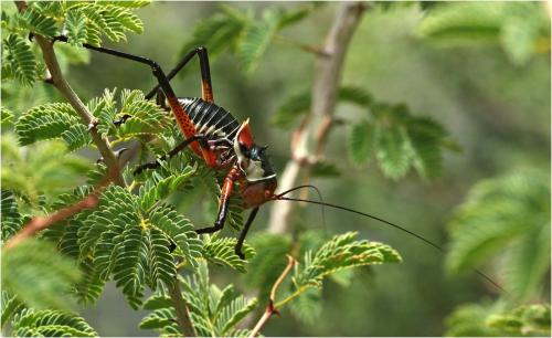 Acanthoplus discoidalis