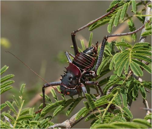 Acanthoplus discoidalis