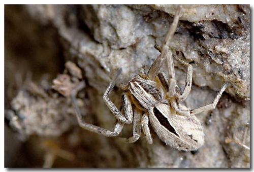 Réf. 265 520 : Thanatus sp.