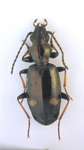 Réf. 265 478 : Bembidion cantalicum