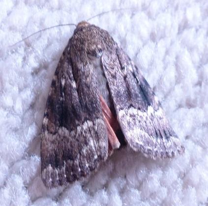 Amphipyra pyramidea