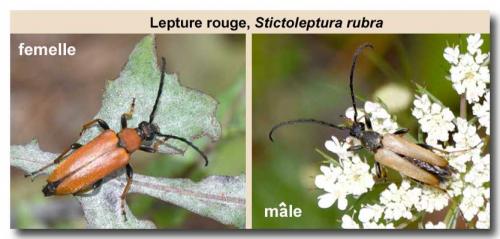 Stictoleptura rubra