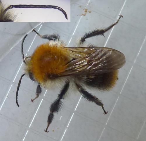 Bombus pascuorum