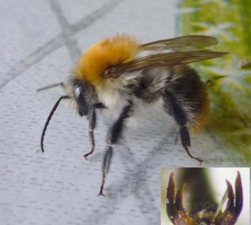 Réf. 265 040 : Bombus pascuorum