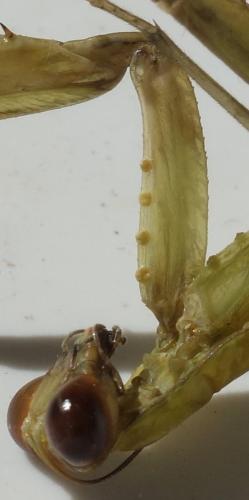 Réf. 265 910 : Hierodula patellifera