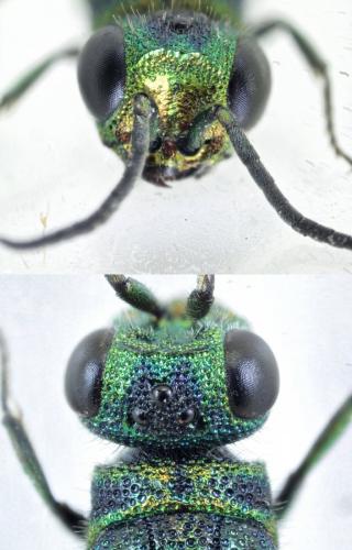 Réf. 265 576 : Chrysis angustula