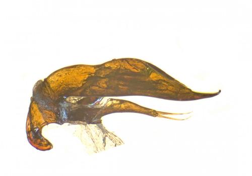 Trechus brucki