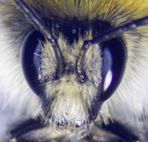 Bombus pascuorum