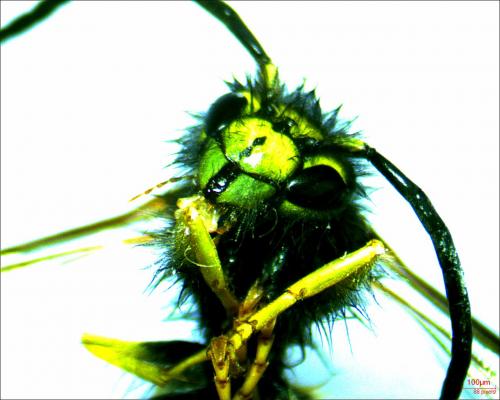 Réf. 265 000 : Vespula vulgaris