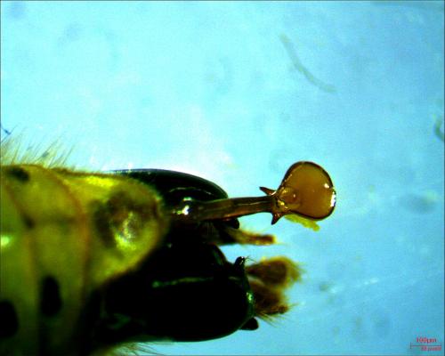 Vespula vulgaris