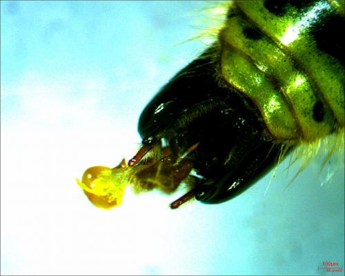 Vespula vulgaris