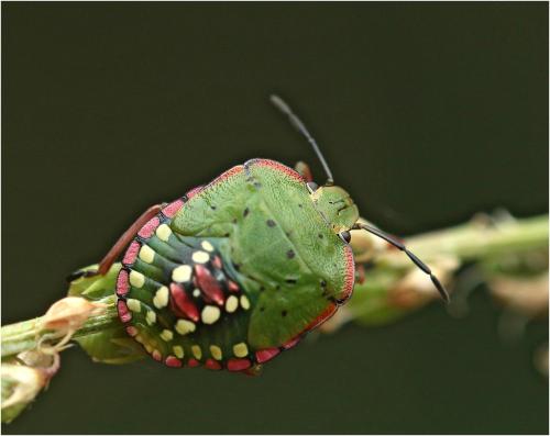 Réf. 265 660 : Nezara viridula