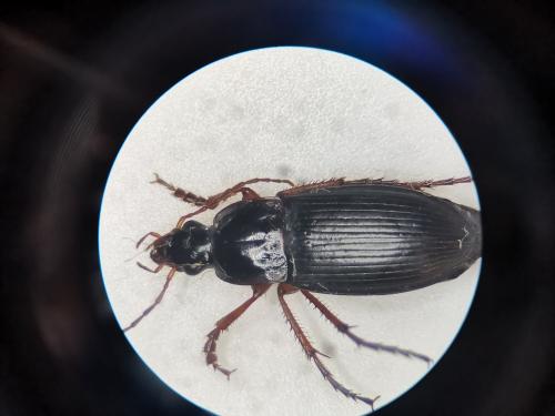 Calathus sp.