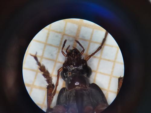 Calathus sp.