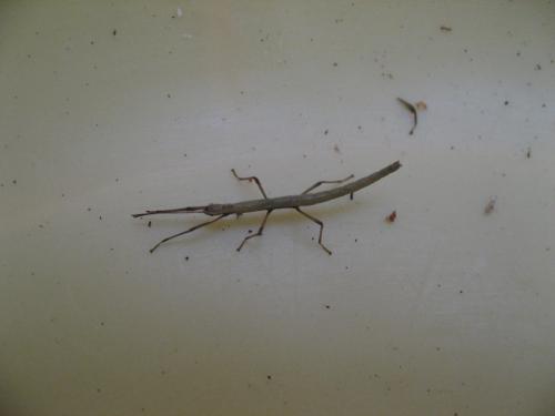 Carausius morosus