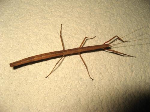 Carausius morosus