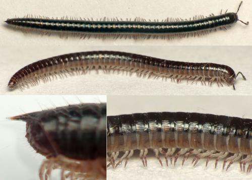 Réf. 265 087 : Leptoiulus simplex