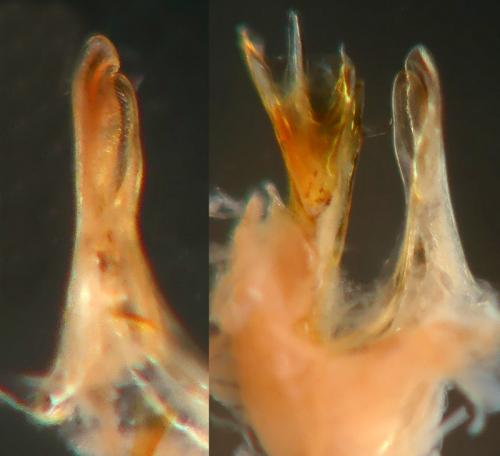 Réf. 265 088 : Leptoiulus simplex